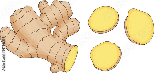 Fresh ginger root and sliced ginger pieces, aromatic spice ingredient illustration isolated healthy cooking food vector set
