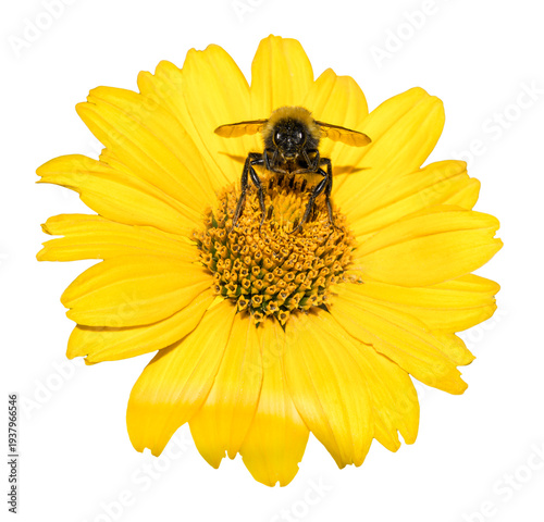 Bee collects pollen from yellow flowers perennial aster macro photo isolated on transparent backround. PNG file