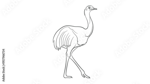 Ostrich Sketch: A delicate pencil sketch presents a poised ostrich, showcasing the elegant lines and unique form of this remarkable bird.