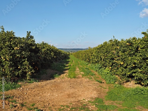 Wallpaper Mural Citrus orchard with ripe oranges in summer Torontodigital.ca