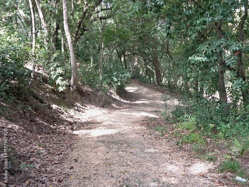 Wallpaper Mural Gravel path winding through a green forest Torontodigital.ca