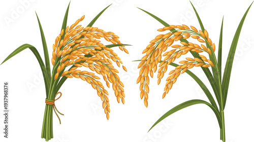 Golden rice ears bundle with green leaves, ripe paddy grain agricultural crop illustration isolated farming vector set