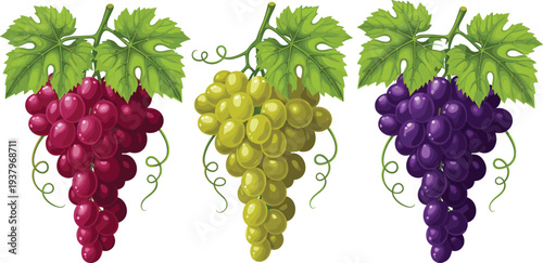 Grapes bunch collection with red, green and purple grapes with leaves, fresh juicy fruit vector illustration set
