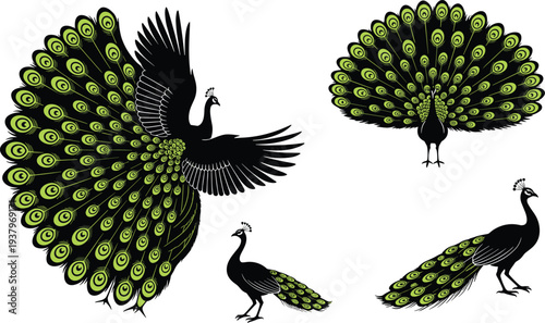 Peacock bird silhouettes with spread feathers collection, decorative exotic animal vector illustration showing elegant peafowl tail patterns isolated