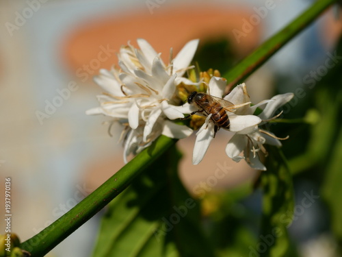 Eastern or Asiatic or Asian honey bee fliing to seeking nectar on Robusta coffee blossom on tree plant with green leaf. Petals and white stamens of blooming flowers