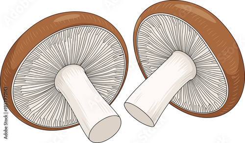 Mushroom slices with detailed gills and stem, fresh edible fungi ingredient illustration isolated organic food vector design