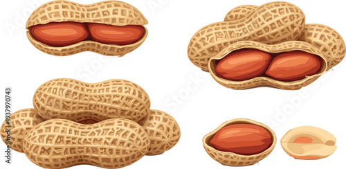 Peanuts in shell and peeled peanut kernels collection, healthy nut snack ingredient illustration isolated vector set