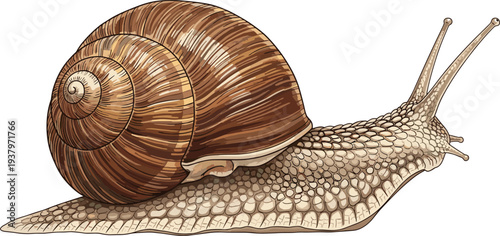 Realistic garden snail with spiral shell and textured body, detailed terrestrial mollusk illustration isolated nature wildlife vector