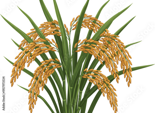 Rice plant with golden grains and green leaves, detailed agricultural cereal crop illustration isolated farming vector design