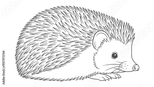 Hedgehog Silhouette: A detailed pen and ink style illustration of an adorable hedgehog resting. This artistic rendition showcases the charm of the little creature.