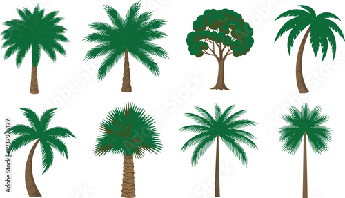 Palm Tree Vector Illustration Set with Tropical Coconut Trees and Exotic Green Foliage for Summer Landscape, Beach Nature Design Collection