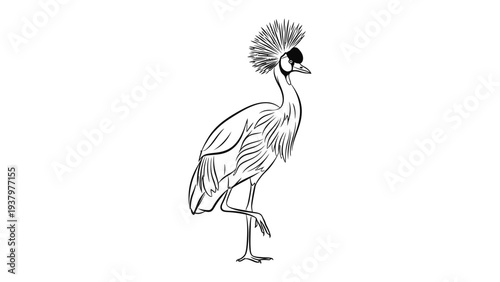 Majestic Crowned Crane Silhouette: An elegant line drawing captures the beauty of a Crowned Crane in a graceful pose, highlighting its distinctive feathered crest and poised stance.