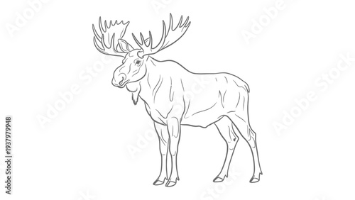 Majestic Moose in Wilderness: A detailed line drawing showcases the impressive stature of a moose, with its large antlers. Capturing the essence of the animal's wilderness environment.