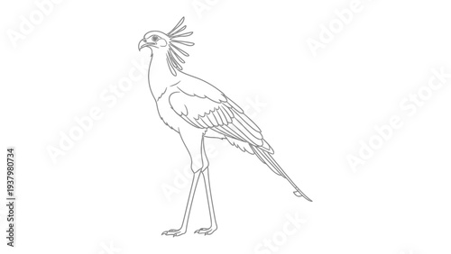 Secretary Bird Sketch: A detailed, minimalist line drawing of a majestic secretary bird, its distinctive crest and poised stance.