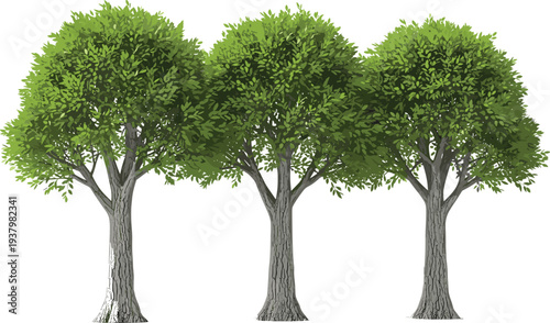 Realistic green deciduous trees isolated on white background, detailed leafy canopy and textured trunk illustration for landscape design, botanical nature vector set