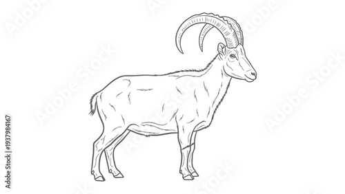  Majestic Alpine Goat: An exquisite illustration showcases a powerful alpine goat with impressive curved horns, epitomizing the untamed beauty of the mountain wilderness.
