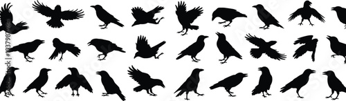 Silhouettes of crows and ravens in flight, perched, walking, standing, dynamic bird poses, vector illustration, ornithology, wildlife design reference