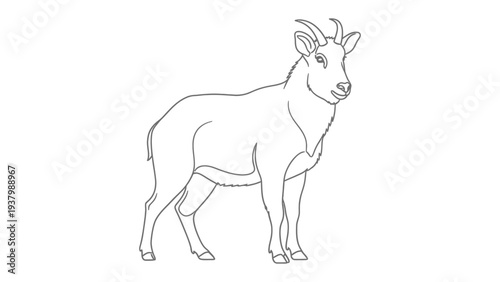 Outline Illustration of Ibex: A minimalist outline depicts an ibex standing confidently on a background. The clean lines and simple design offer a versatile graphic.