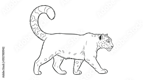 Majestic Snow Leopard: A detailed illustration captures the grace of a snow leopard in a dynamic pose. The focus is on the intricate detail of its fur, the animal's natural form.