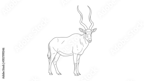 Elegant Addax Antelope Illustration: A detailed line drawing showcases the graceful form of an addax antelope, a critically endangered species.
