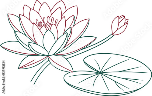 Water Lily Flower Floating On Pond. Water Lily Blossom In Pond. Lotus Style Water Lily Flower. Water Lily Flower With Leaf. Pond Water Lily Floral Element. Blooming Water Lily In Water. Aquatic Water