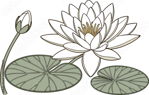 Water Lily Flower Floating On Pond. Water Lily Blossom In Pond. Lotus Style Water Lily Flower. Water Lily Flower With Leaf. Pond Water Lily Floral Element. Blooming Water Lily In Water. Aquatic Water