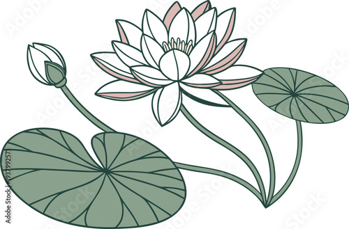 Water Lily Flower Floating On Pond. Water Lily Blossom In Pond. Lotus Style Water Lily Flower. Water Lily Flower With Leaf. Pond Water Lily Floral Element. Blooming Water Lily In Water. Aquatic Water