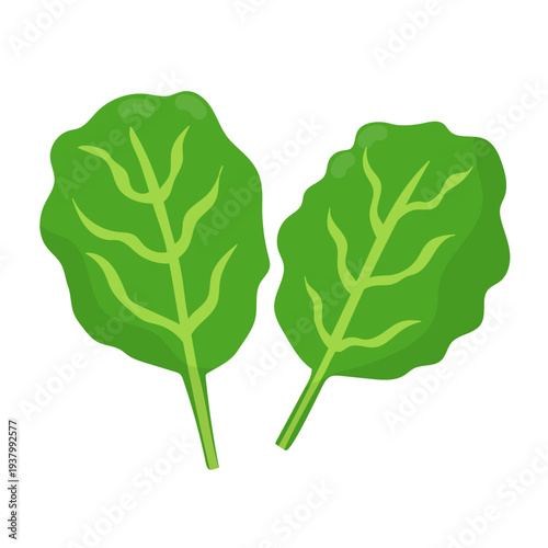 Fresh spinach leaves in cartoon style. Green leaf vegetable isolated on white background for farm market design. Organic healthy food clipart. Vector illustration