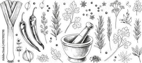 Hand Drawn Herbs and Spices Set with Mortar and Pestle, Chili Peppers, Leek and Aromatic Plants Botanical Illustration