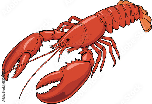 Red lobster seafood illustration marine crustacean ocean animal detailed claw shellfish food design isolated flat vector illustration