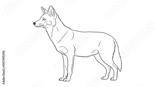 Lone Coyote in Silhouette: A solitary coyote, rendered in elegant line art, stands proudly in profile against a blank backdrop, its form exuding an air of quiet determination and resilience.