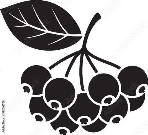 Bunch of Chokeberry with a single leaf on a stem on a transparent background