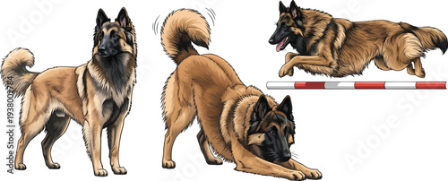 Belgian Tervuren dog standing alert play bow training pose set