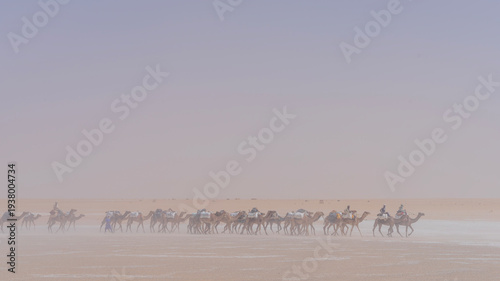 Harmattan wind blowing fiercely across Saharan desert partly obscuring salt caravan traveling through it in Northern Chad