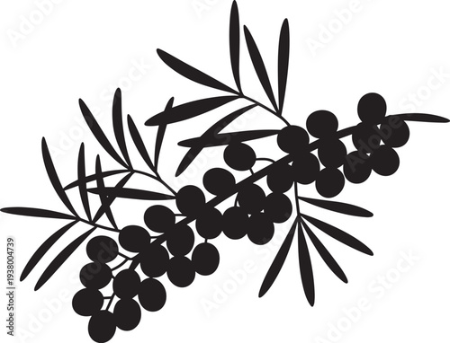 Branch of sea buckthorn berries and leaves black silhouette botanical drawing isolated on background