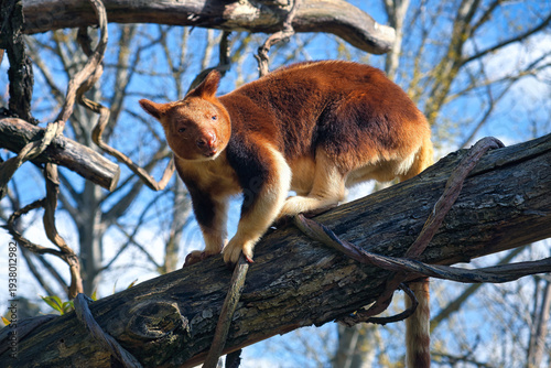 A rare tree kangaroo skillfully climbs a thick branch. The photo shows its reddish-brown fur and powerful claws against a blue spring sky.
