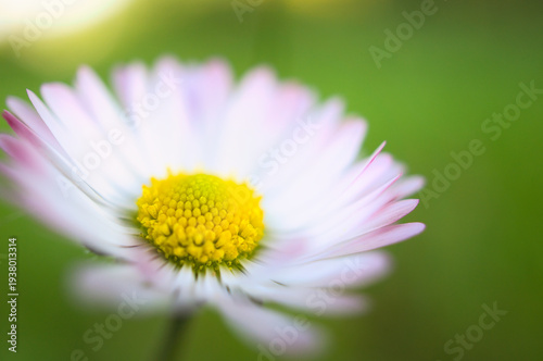 Delicate daisy blossom with white and pink petals and a yellow center against a green bokeh, macro shot in spring, symbol of nature and freshness.