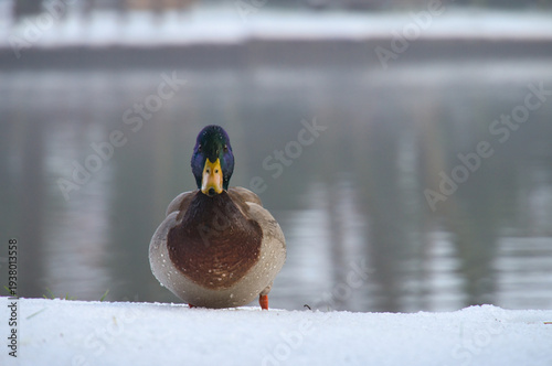 A male mallard stands on a snow-covered patch of ground on the shore of a tranquil lake. Winter nature scene with soft reflections in the background.