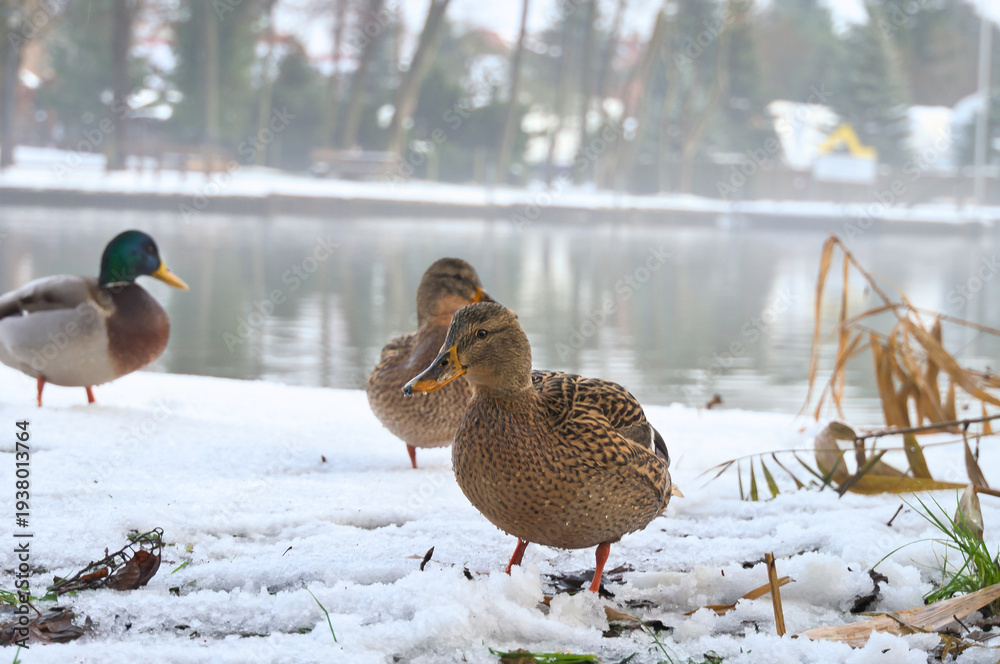 Fototapeta premium A group of mallards stands on a snow-covered area on the shore of a tranquil lake. Winter nature photograph with soft reflections in the background.