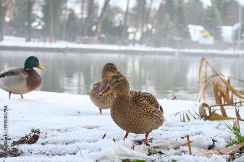 A group of mallards stands on a snow-covered area on the shore of a tranquil lake. Winter nature photograph with soft reflections in the background.