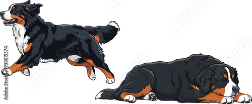 Bernese Mountain Dog running playful lying down resting pose set