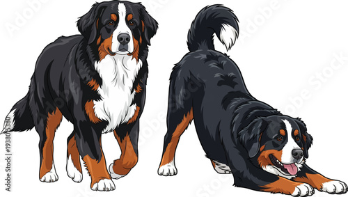 Bernese Mountain Dog walking forward play bow pose set illustration