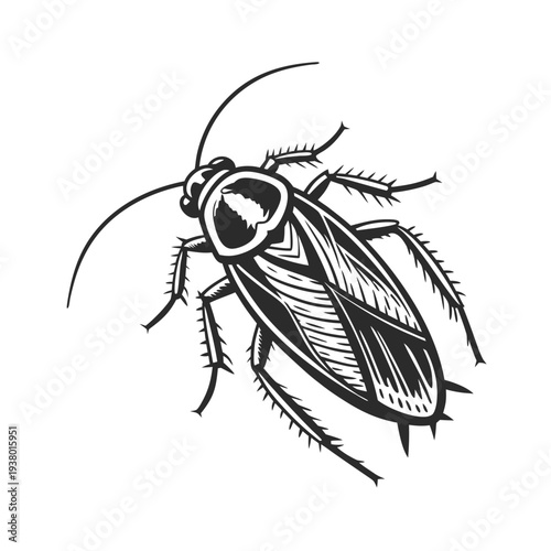 Vector cockroach illustration