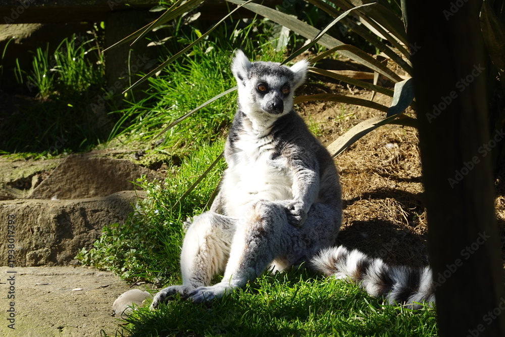 Fototapeta premium Ring-tailed lemur resting on grass in sunshine