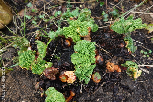 Rhubarb plant leaves emerging from soil in garden
