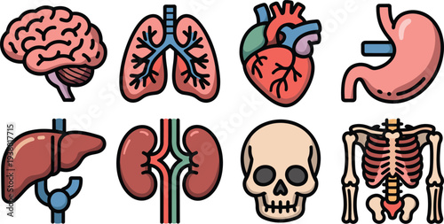 Collection of human internal organs and skeleton parts with brain lungs heart stomach liver kidneys skull and ribs.