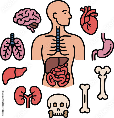 Collection of human internal organs and skeleton parts with brain lungs heart stomach liver kidneys skull and ribs.