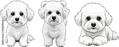 Bichon Frise dog standing sitting lying down facing front pose set