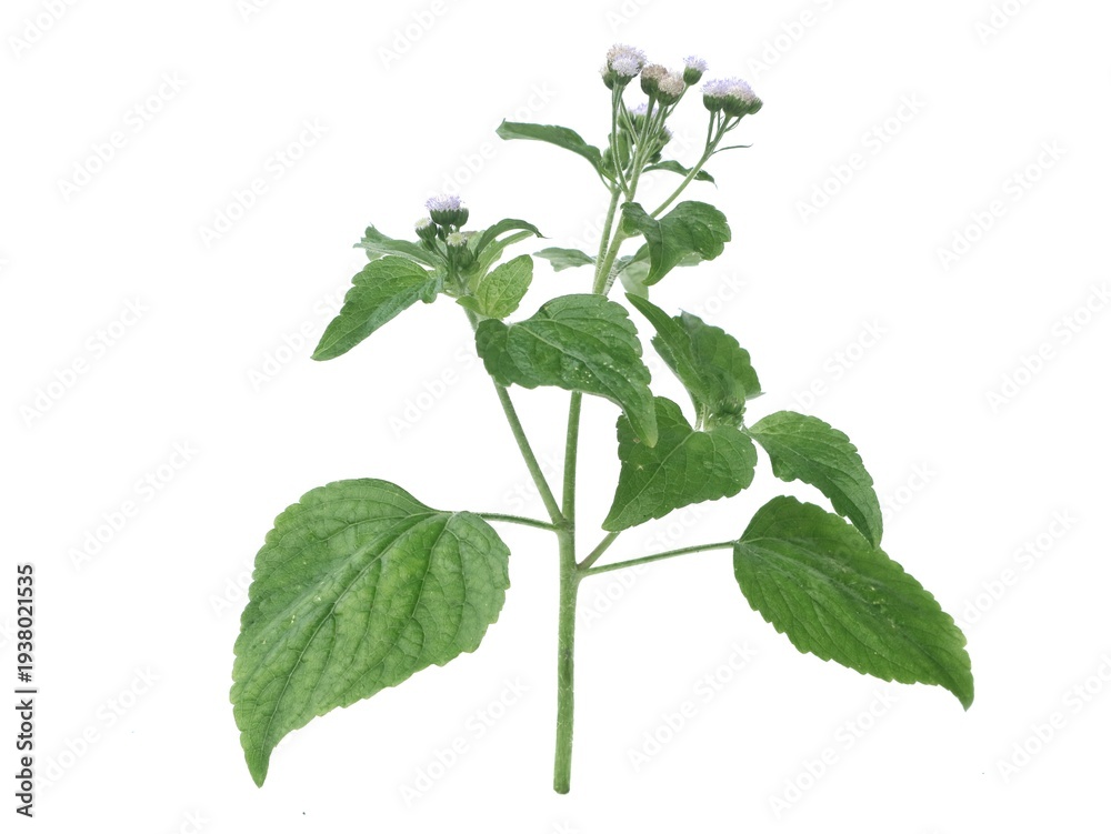 Naklejka premium Fresh Billygoat-weed (Ageratum conyzoides) isolated on white background. Commonly used in traditional medicine and is captured here with sharp details for botfresh oregano isolated on white background