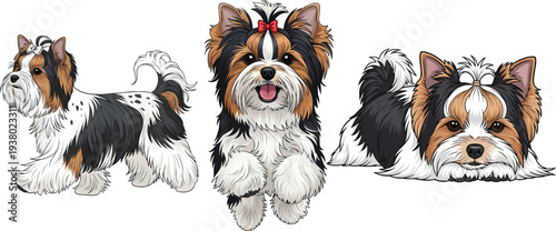 Biewer Terrier dog jumping walking side view lying down pose set